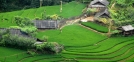 Sapa Rice Field