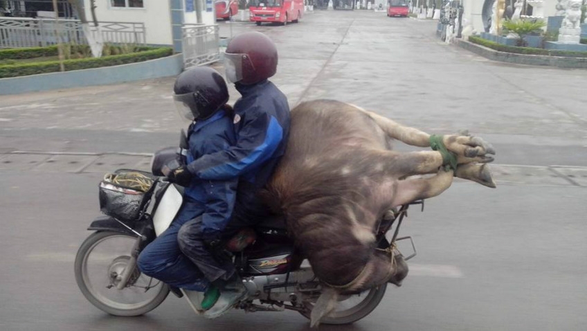 Water Buffalo on a Bike